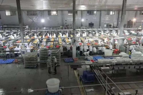 湖北食品廠季節性員工招聘啟事 共創美味，同繪未來