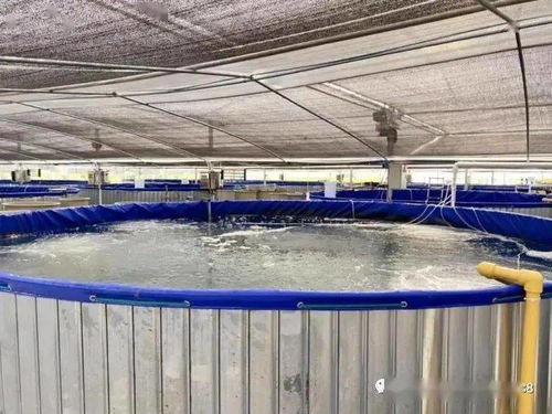 “堆”出生態池塘 一種水體自凈、病害可控的循環養殖新模式